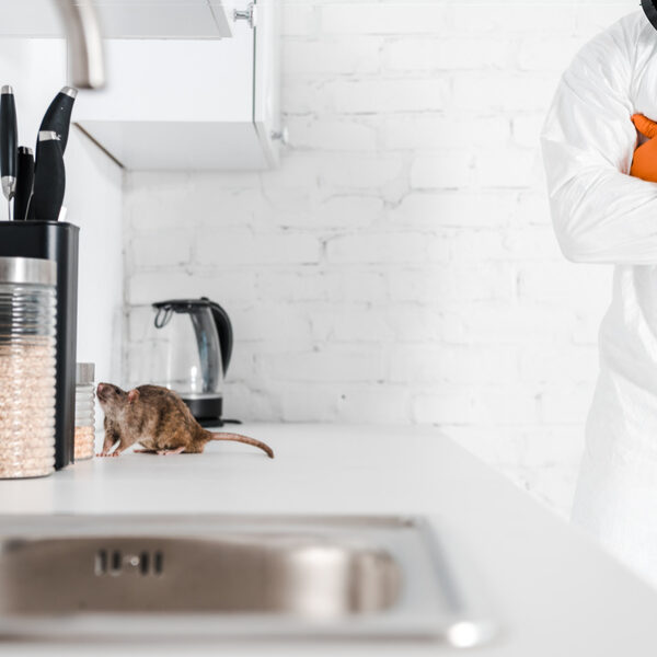 cropped view of exterminator standing with crossed arms near rat on table