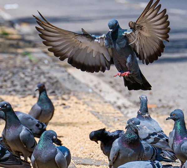 Flock of pigeons walking and flying on the street