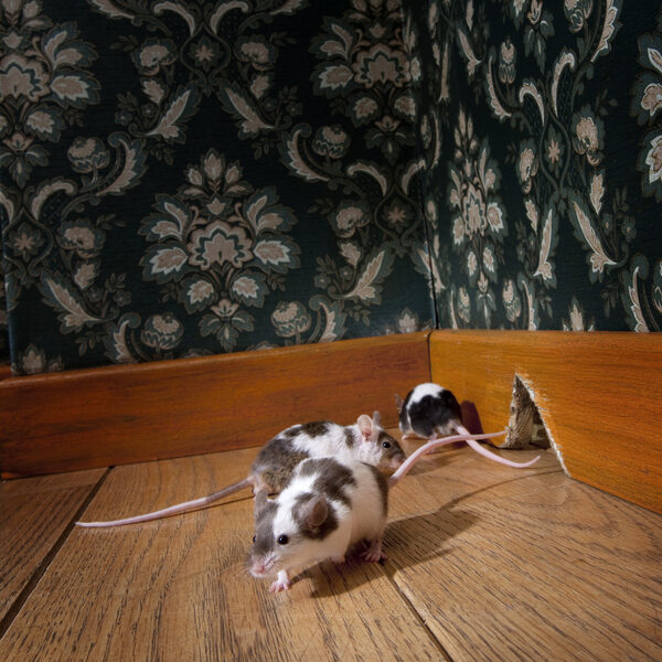 group of mice walking in a luxury old-fashioned room