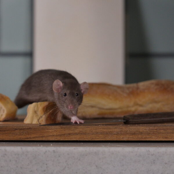 A rat is on an indoor kitchen table