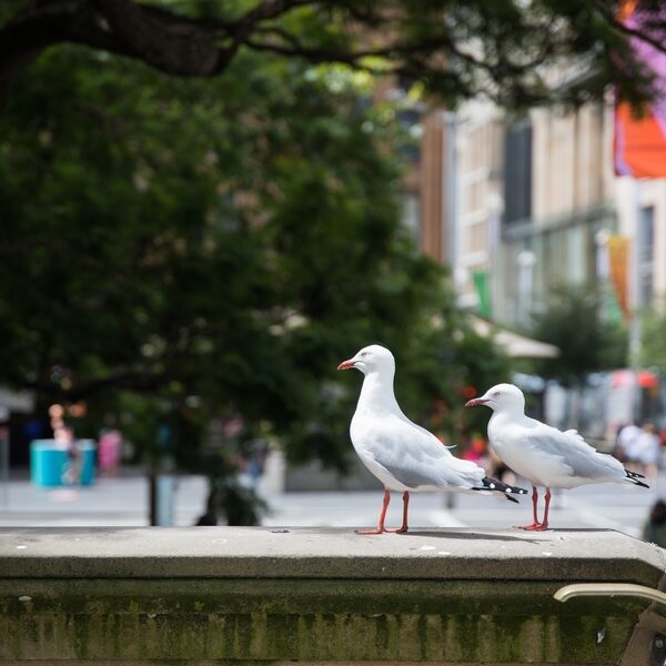 birds-in-the-city-2025-02-22-16-55-44-utc (1)