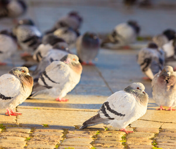 flock-of-pigeons-in-the-city-street-public-square-2025-10-13-05-19-55-utc (1)